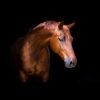 Oppidan Home "Pensive Mare" Acrylic Wall Art (32"H X 48"W)